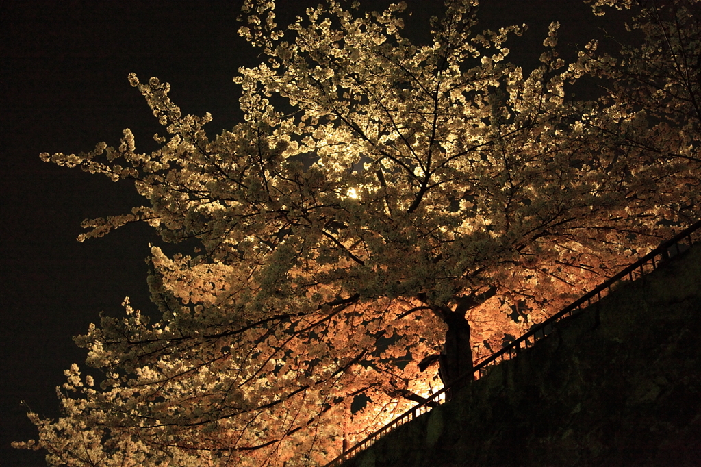 川沿いの夜桜