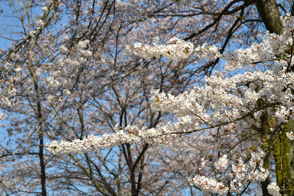 cherry blossom