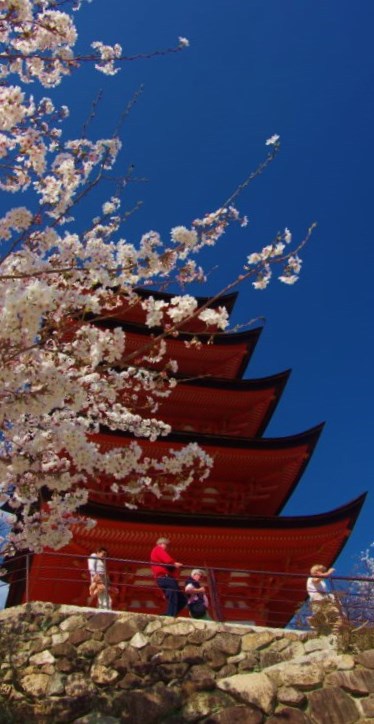 五重塔に桜