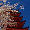 五重塔に桜