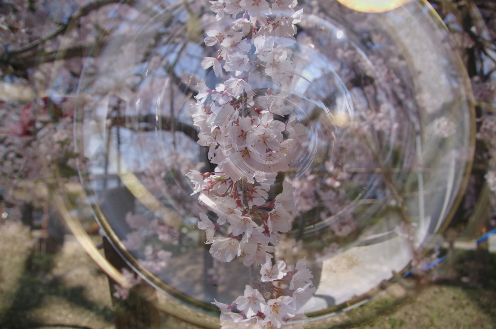 桜舞う