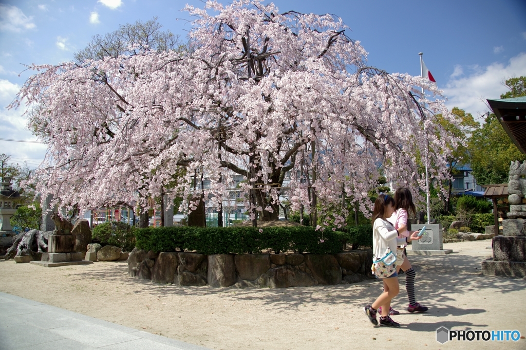 スマホー片手に桜をちら見