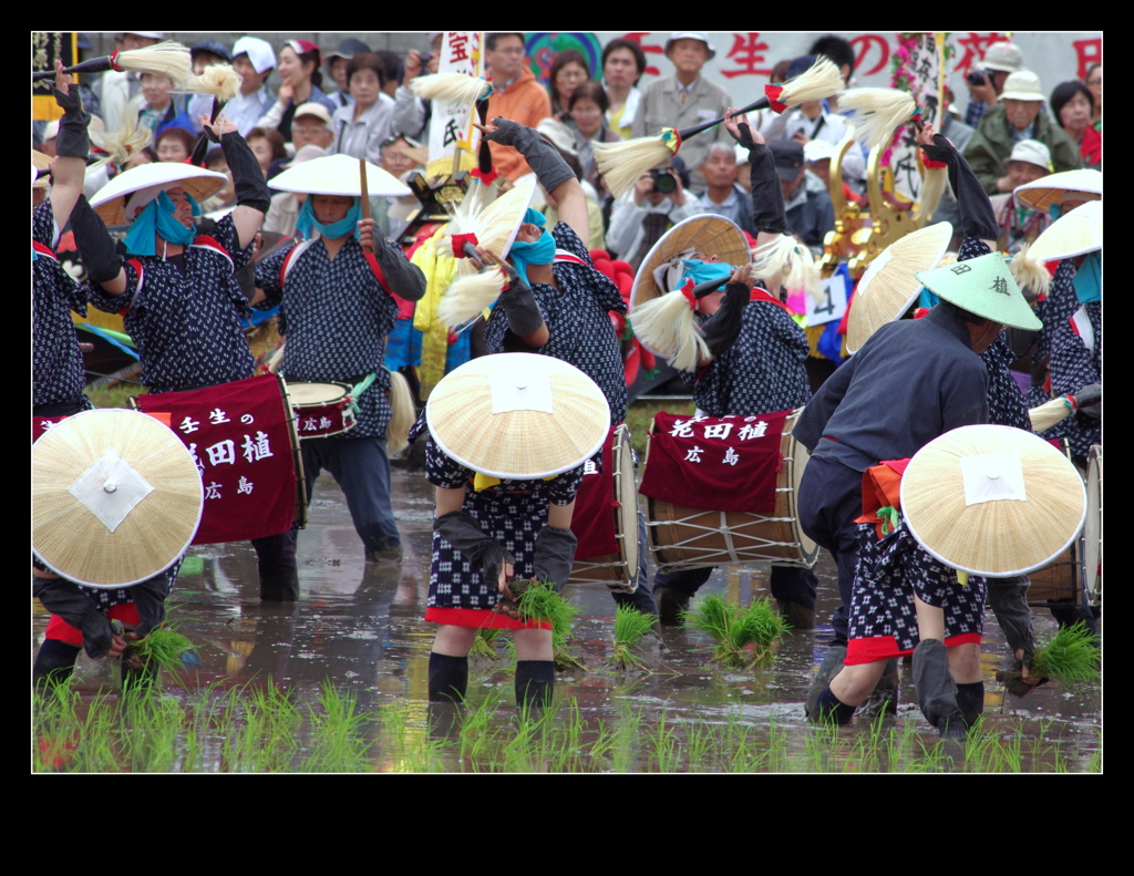 壬生の花田植
