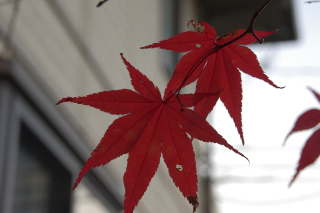 紅葉