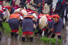 壬生の花田植