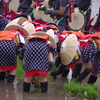 壬生の花田植