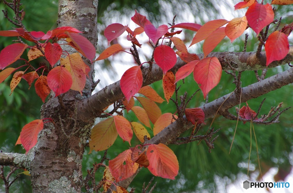 紅葉