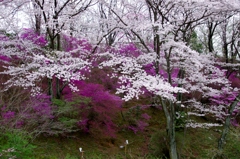 桜とつつじの競演