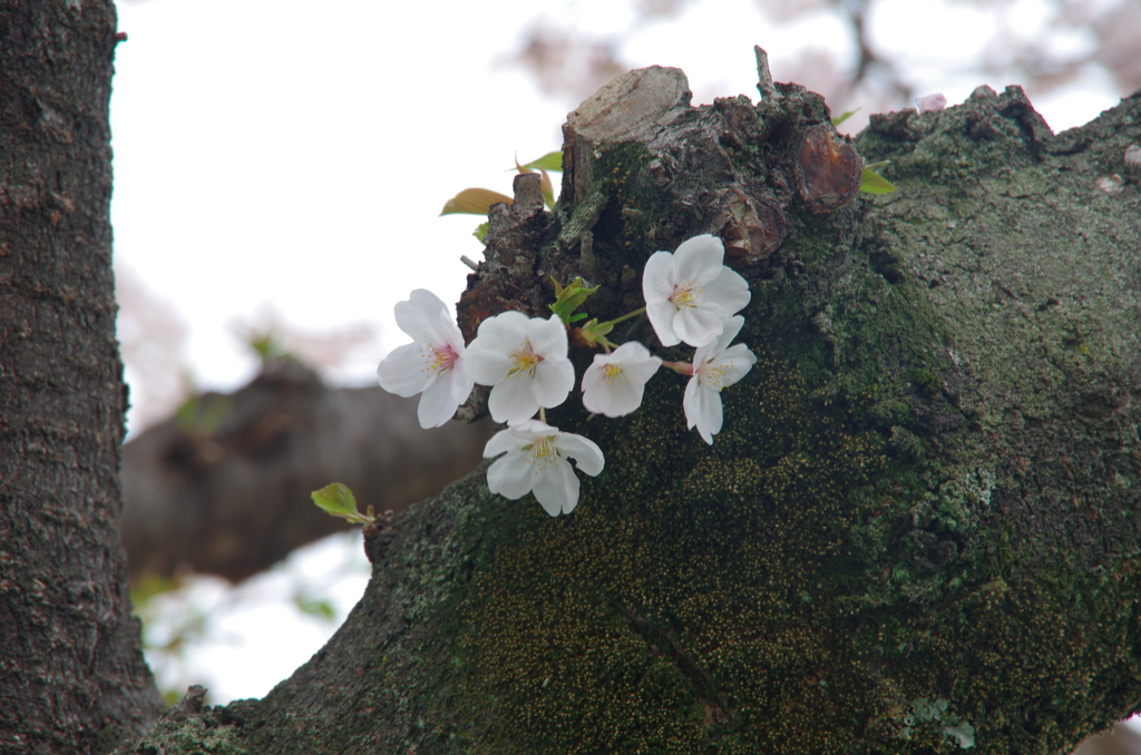 新芽