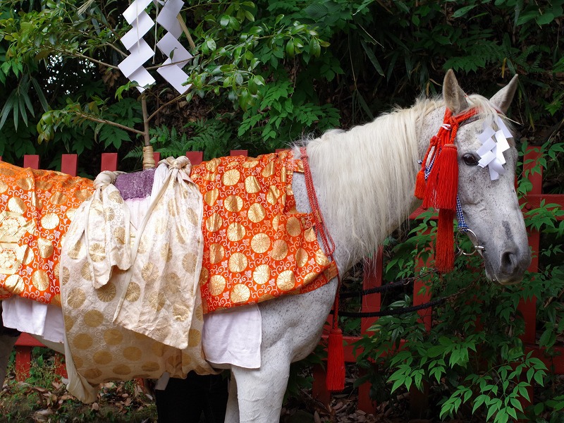 神事を待つ馬