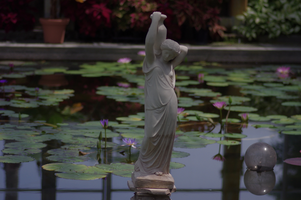 スイレンの花