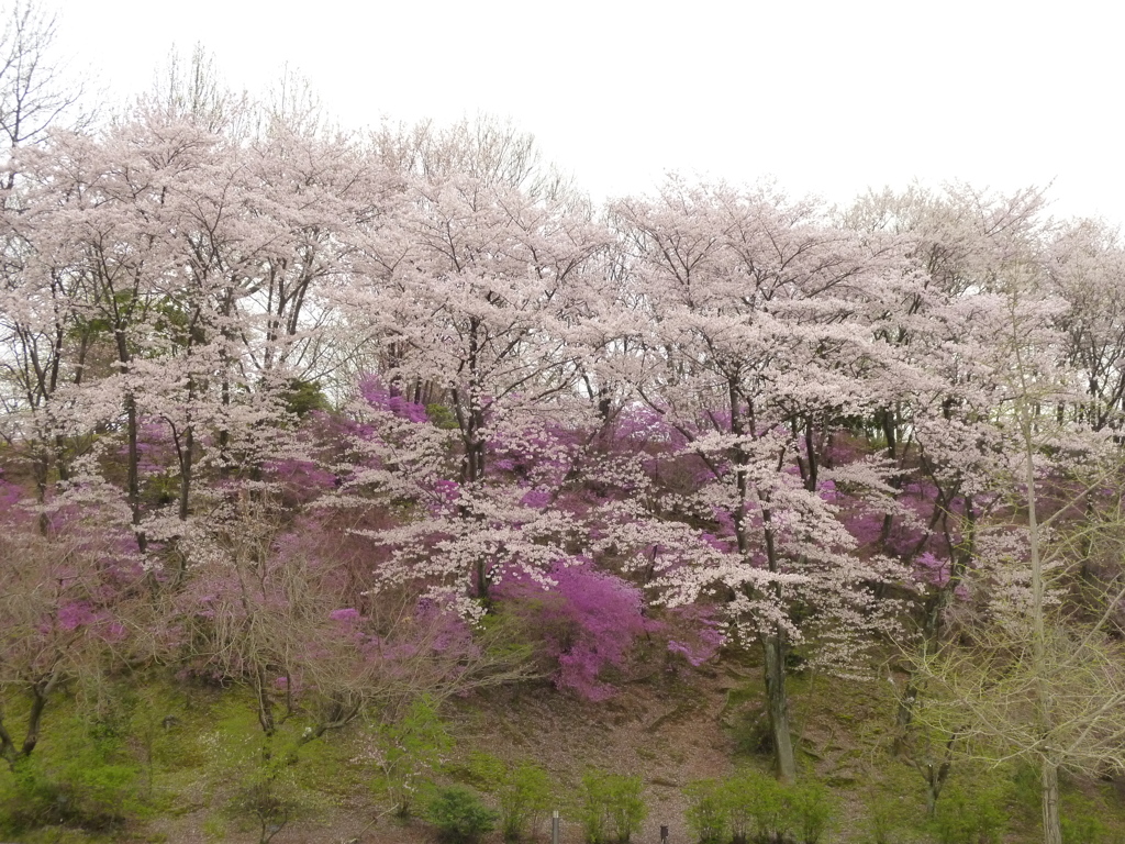 春欄漫