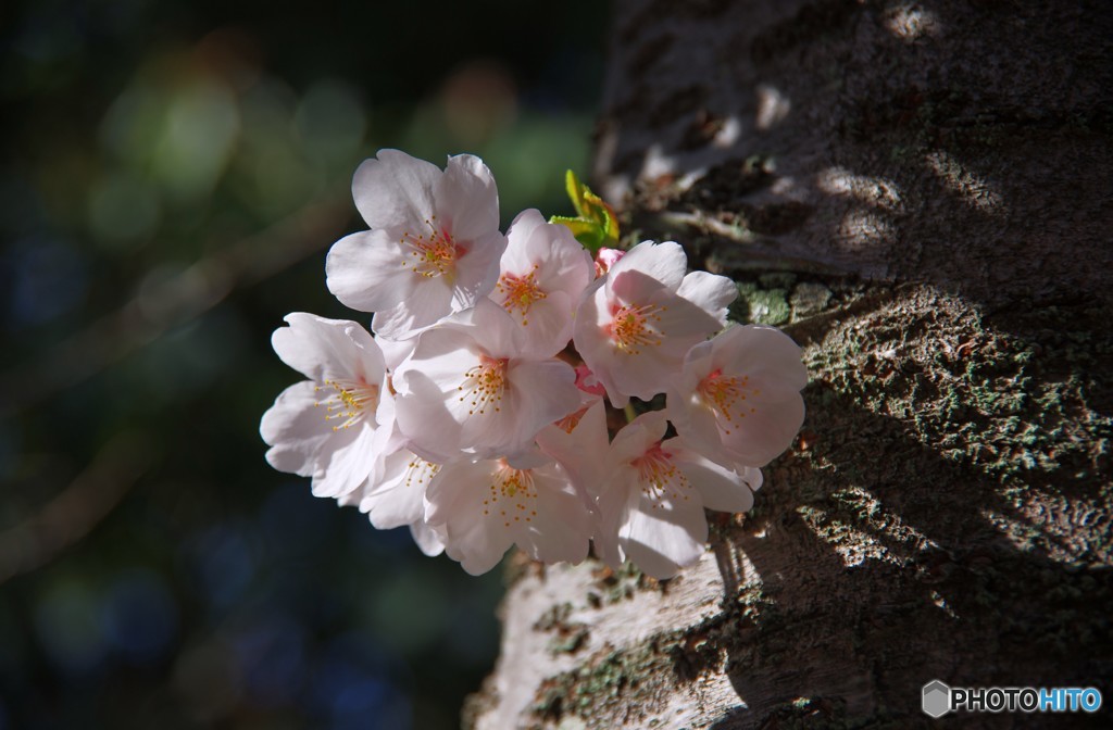 桜咲く