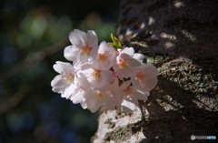 桜咲く