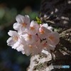 桜咲く