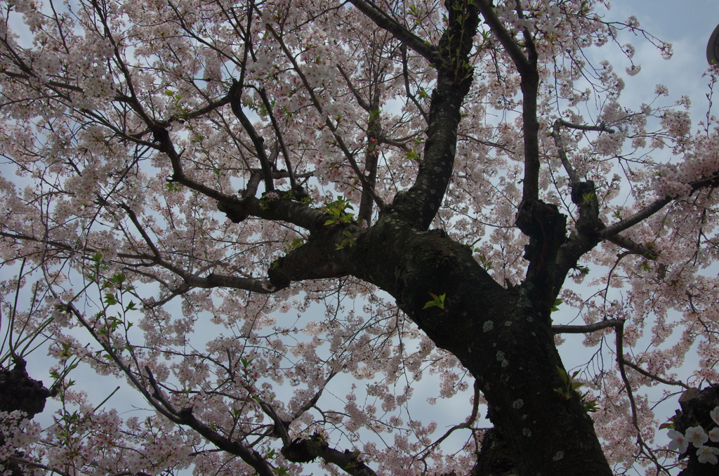 桜の花