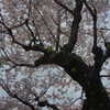 桜の花
