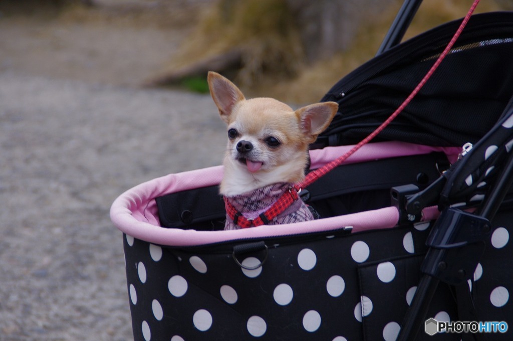 犬散歩
