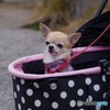 犬散歩