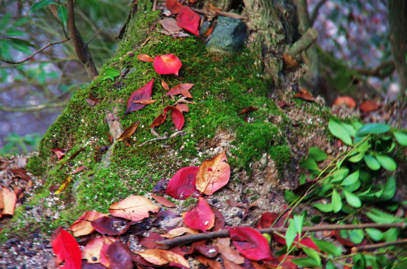 紅葉と落ち葉