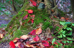 紅葉と落ち葉