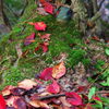 紅葉と落ち葉