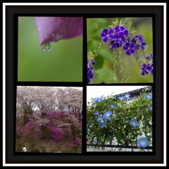 花のマクロ写真