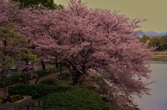 桜咲く頃