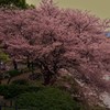 桜咲く頃