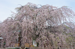 しだれ桜