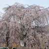 しだれ桜