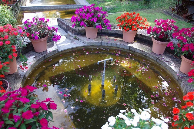 秋の花