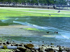 安芸の宮島の引き潮