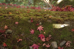 苔と落ち葉