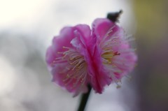 仲良しの梅の花