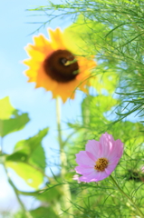 夏？秋？