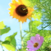 夏？秋？
