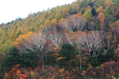 八千穂高原