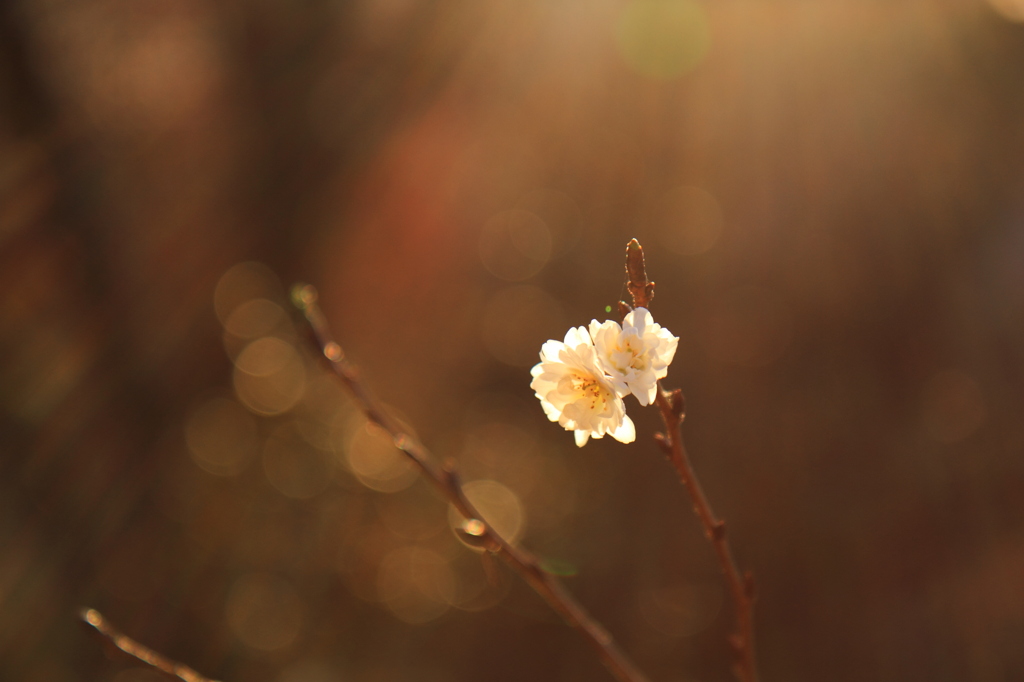 寒桜