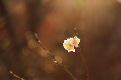 寒桜