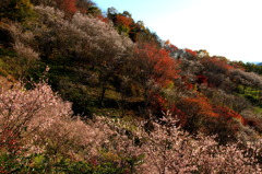 寒桜