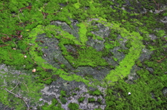 苔ハート