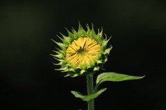開花前
