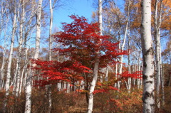 八千穂の紅葉