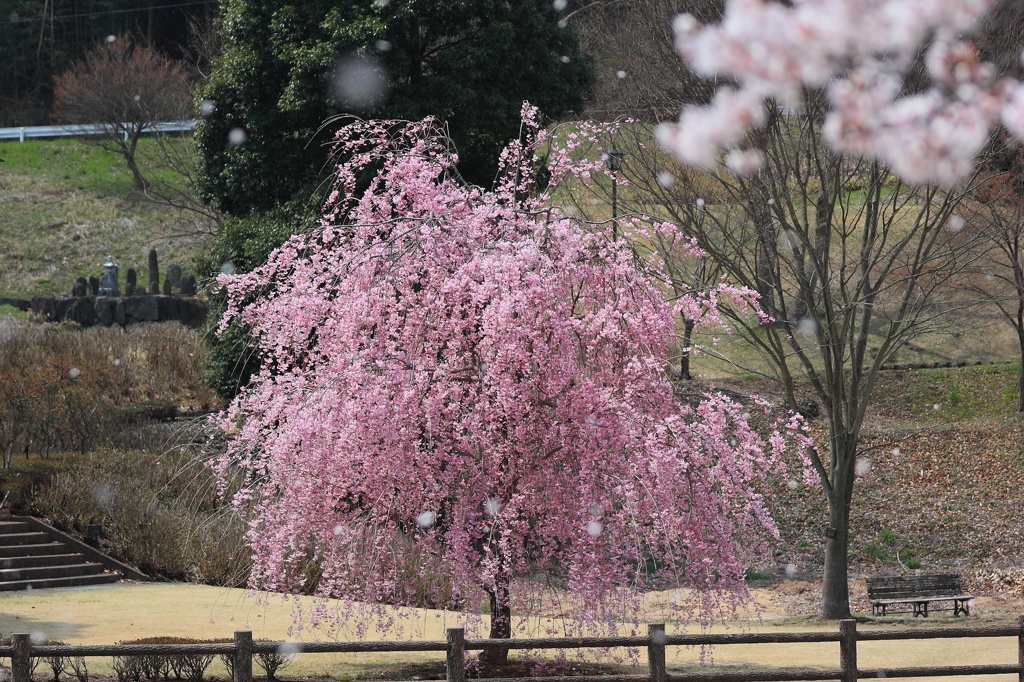 甘楽町小幡枝垂桜