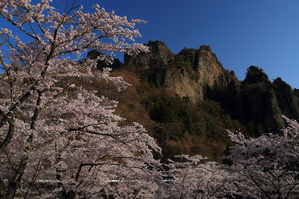 妙義山桜の里公園