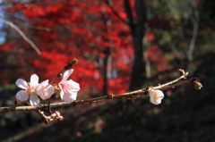 寒桜