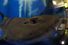 魚眼対魚眼