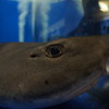 魚眼対魚眼