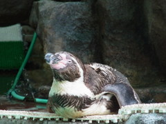 松島のペンギン